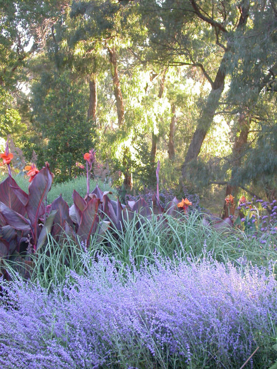 Lavender and orange