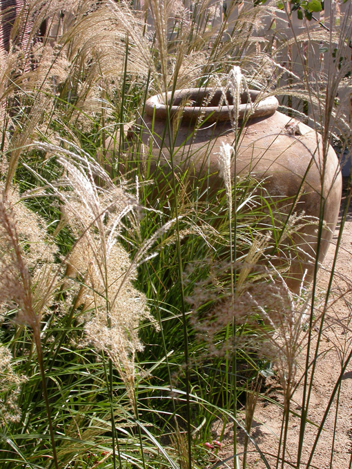 Pot with Miscanthus