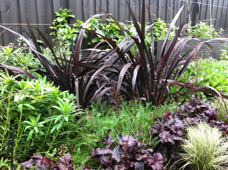 Phormium 'Shiraz', Euphorbia shillingii, Heuchera 'Obsidian', Carex 'Frosty Curls'